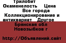 Трилобит Asaphus. Окаменелость. › Цена ­ 300 - Все города Коллекционирование и антиквариат » Другое   . Брянская обл.,Новозыбков г.